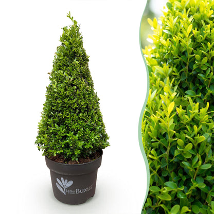 Buis Pyramide BetterBuxus Skylight en pot à gauche, et gros plan de son feuillage vert dense et lumineux à droite.