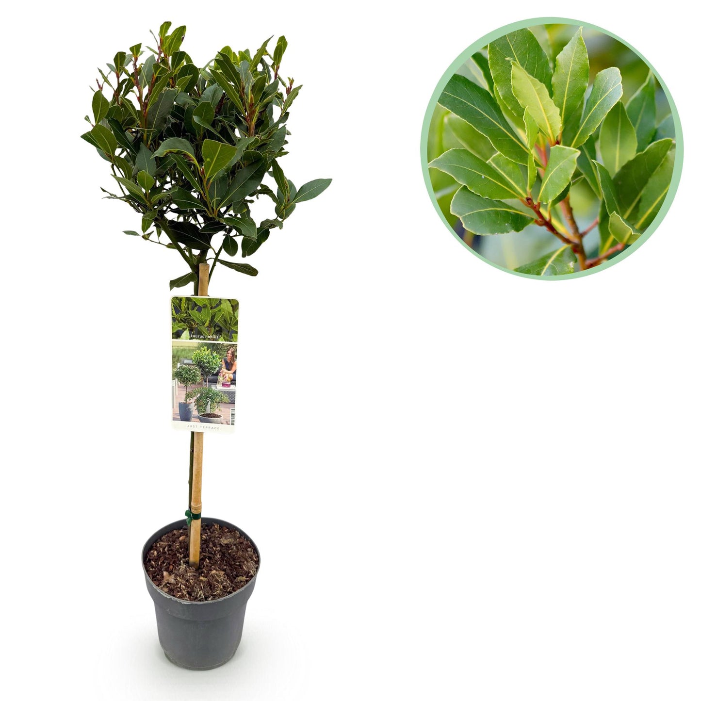 Laurus nobilis. Gros plan sur les feuilles vertes brillantes et les jeunes pousses rougeâtres du laurier-sauce.
