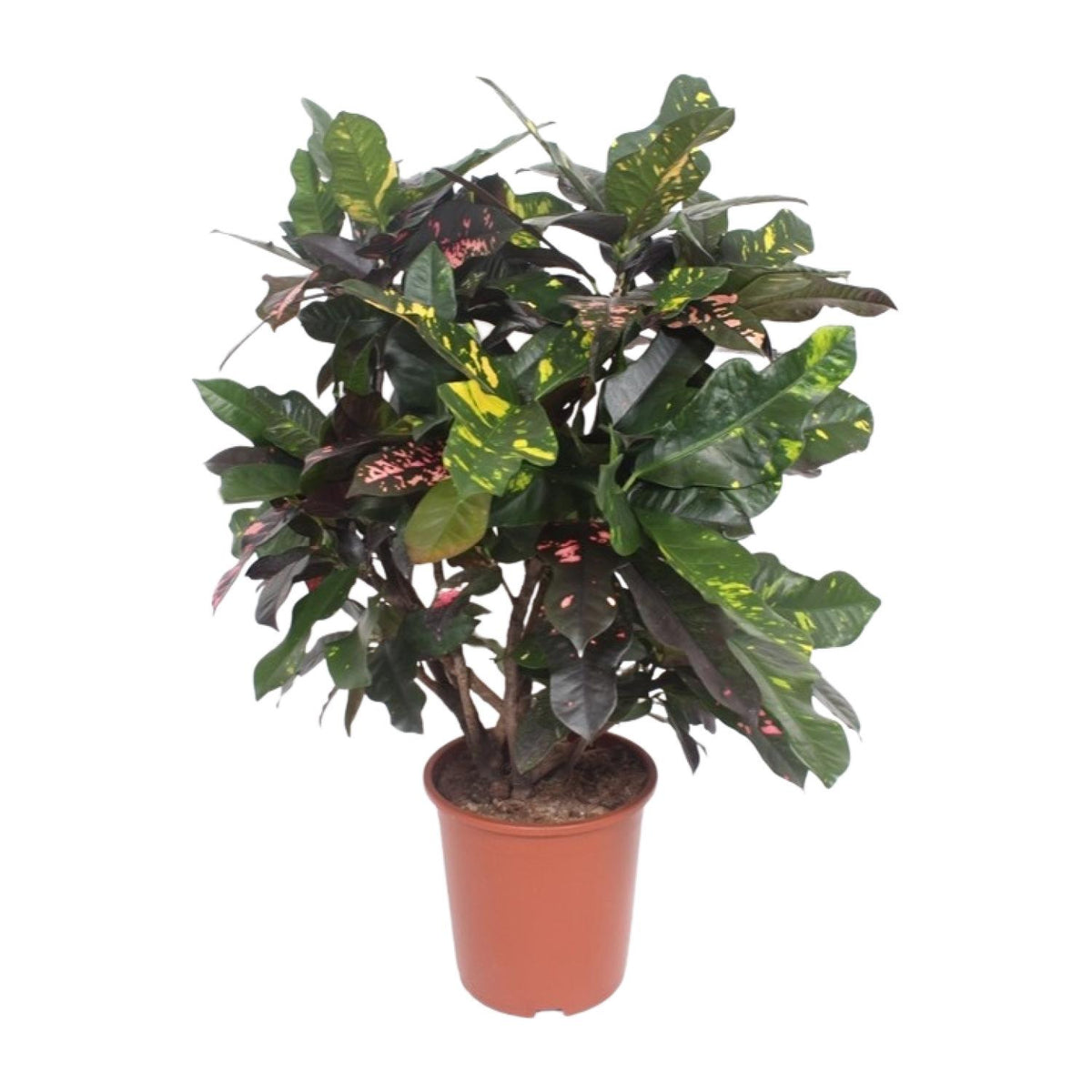 Croton en pot de 27 cm, hauteur 110 cm, photographié sur fond blanc