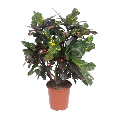 Croton en pot de 27 cm, hauteur 110 cm, photographié sur fond blanc