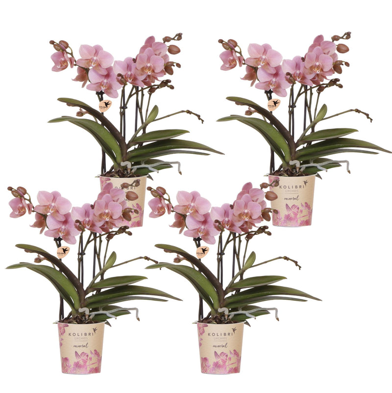 Lot de 4 orchidées Phalaenopsis 'Trévise' rose antique - Pot 9 cm