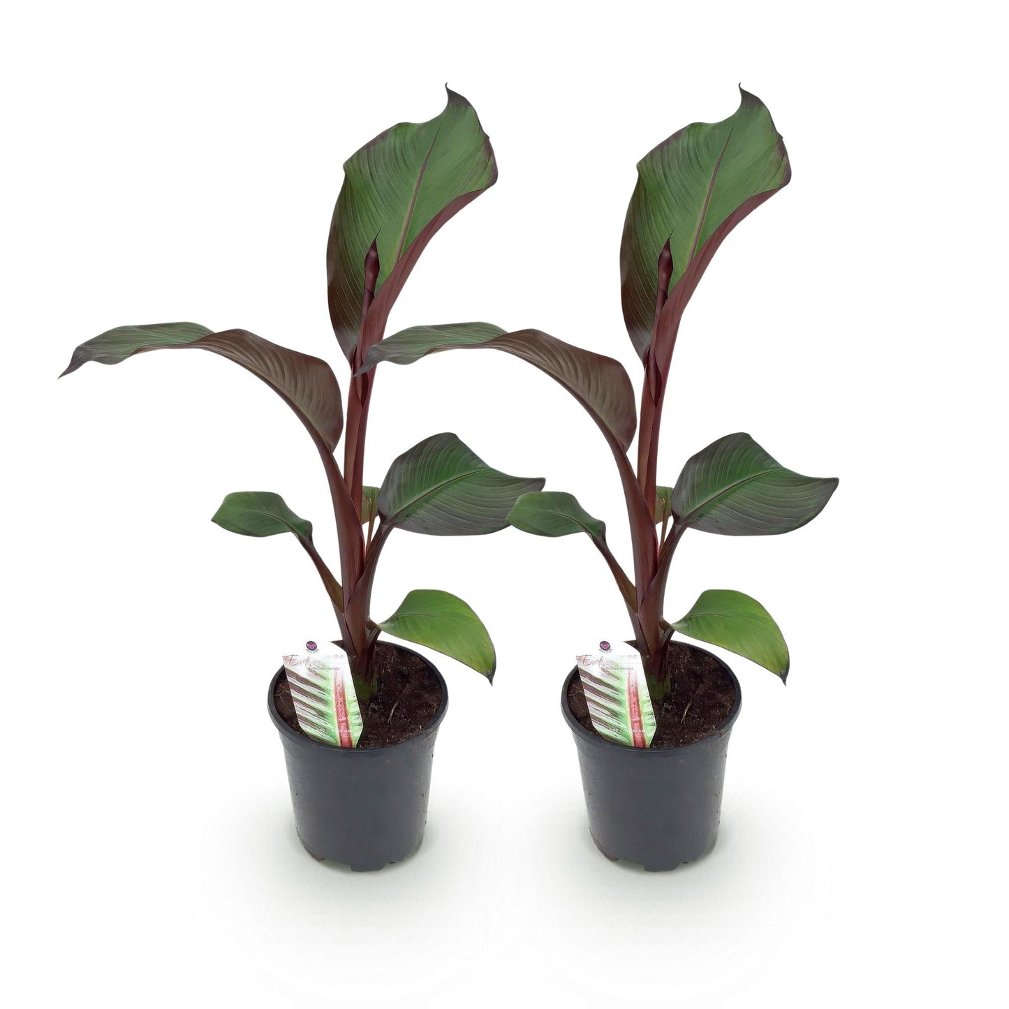 Ensete ventricosum Maurelli. Deux jeunes plants de bananier d'extérieur aux feuilles bordeaux sur fond blanc, en pots de 17cm.