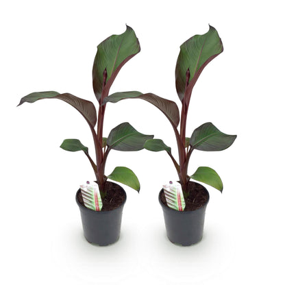 Ensete ventricosum Maurelli. Deux jeunes plants de bananier d'extérieur aux feuilles bordeaux sur fond blanc, en pots de 17cm.
