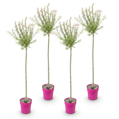 Saule crevette 'Flamingo' - lot de 4 plants en pot de 23 cm