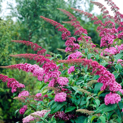 Buddleja davidii Pink Delight. Gros plan sur les longs épis de fleurs roses et les feuilles de l'Arbre à papillons, avec un arrière-plan flo