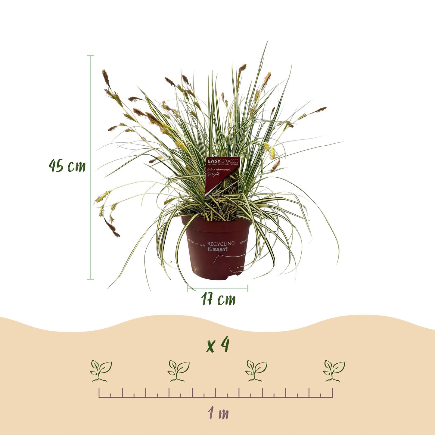Carex oshimensis Evergold en pot de 17cm, hauteur 45cm. Infographie avec une règle d'un mètre et 4 plants pour un espacement de plantation.