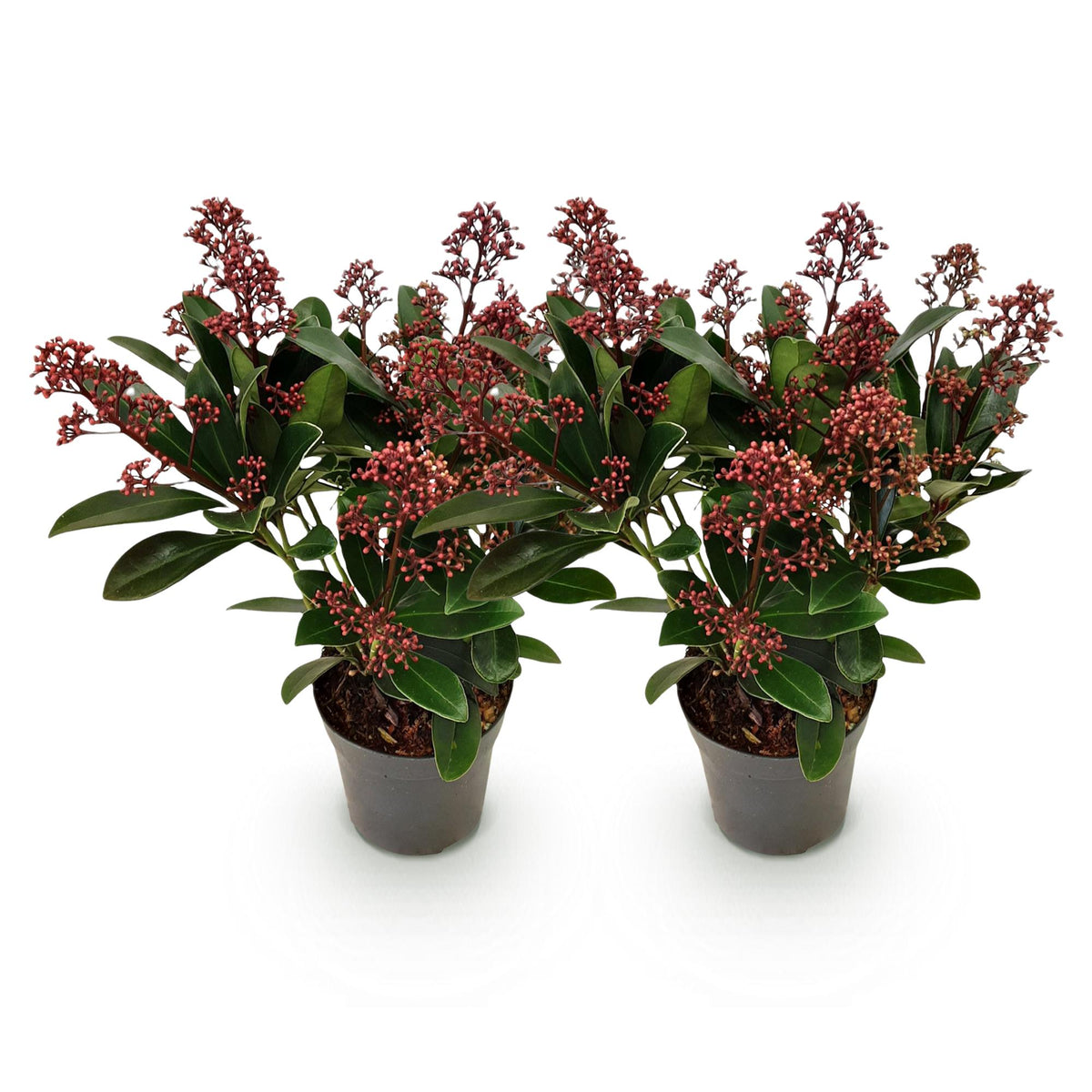 Skimmia 'Rubella' - lot de 2 plants en pot de 10,5 cm