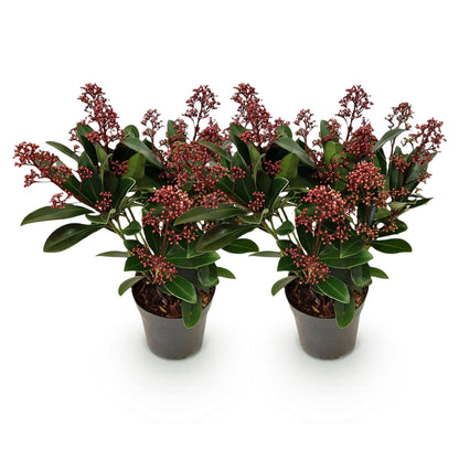 Skimmia 'Rubella' - lot de 2 plants en pot de 10,5 cm