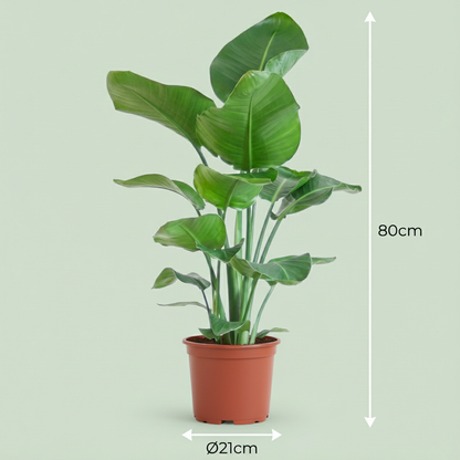 Strelitzia Nicolai Oiseau de paradis plante d'intérieur en pot de 19cm, hauteur 80-90cm