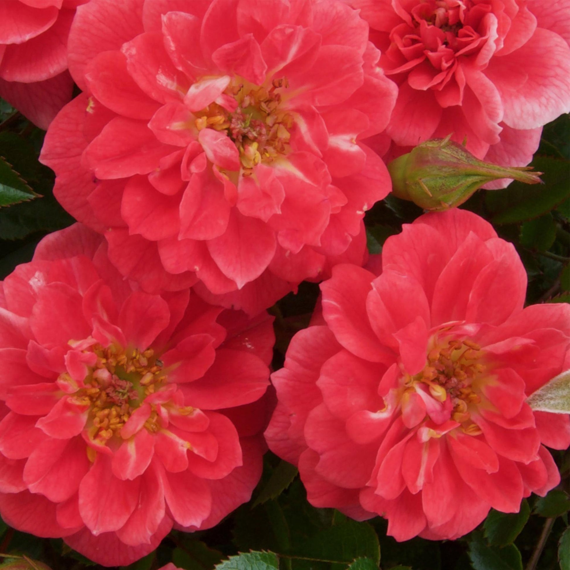 Rosa Salmon Queen. Gros plan sur plusieurs fleurs rose saumon, aux nombreux pétales et cœur jaune orangé, avec un bouton floral.