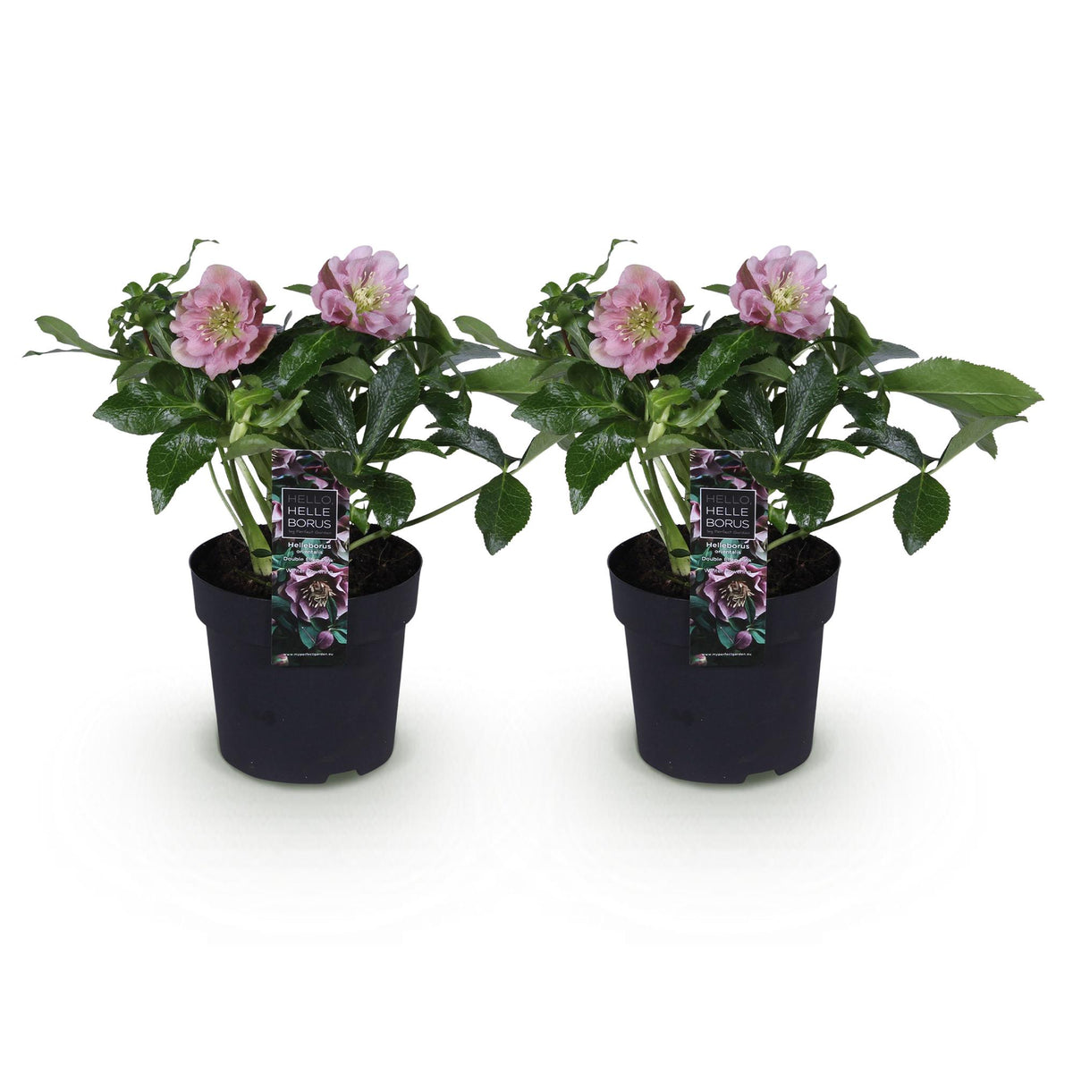 Rose de Carême 'Double Ellen Pink' - lot de 2 plants en pot de 14 cm