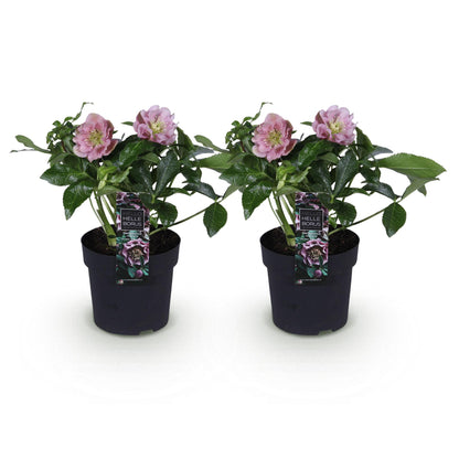 Rose de Carême 'Double Ellen Pink' - lot de 2 plants en pot de 14 cm