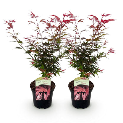 Érable japonais Acer palmatum 'Shaina'. Lot de deux jeunes plants d'érable à feuilles rouges et vertes en pots noirs sur fond blanc.