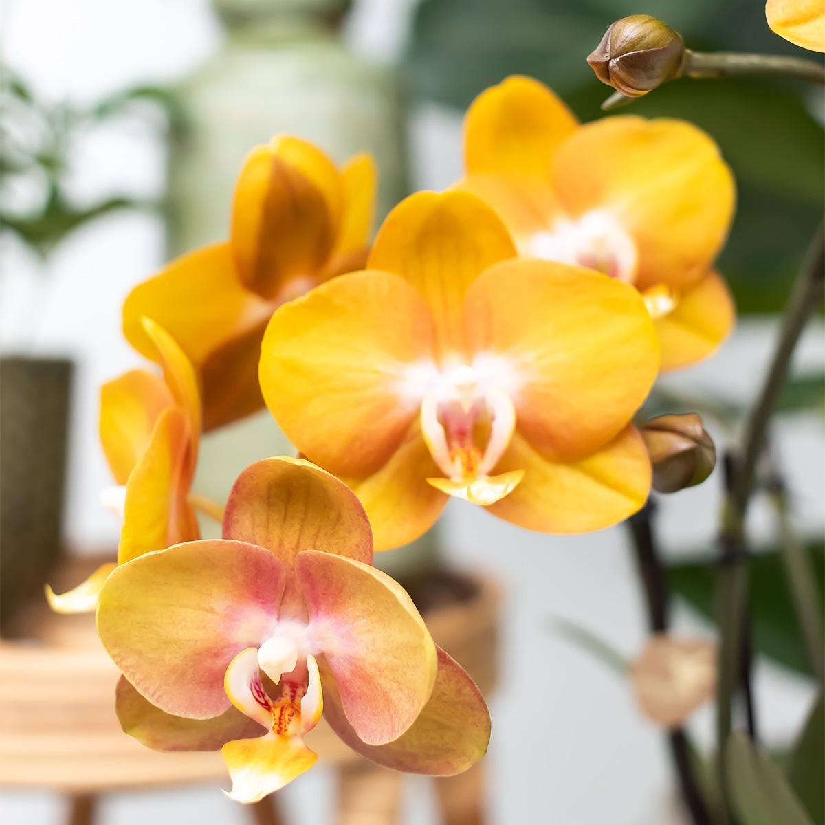 Panier de 3 orchidées Phalaenopsis orange avec réservoir d'eau - Pot 12 cm