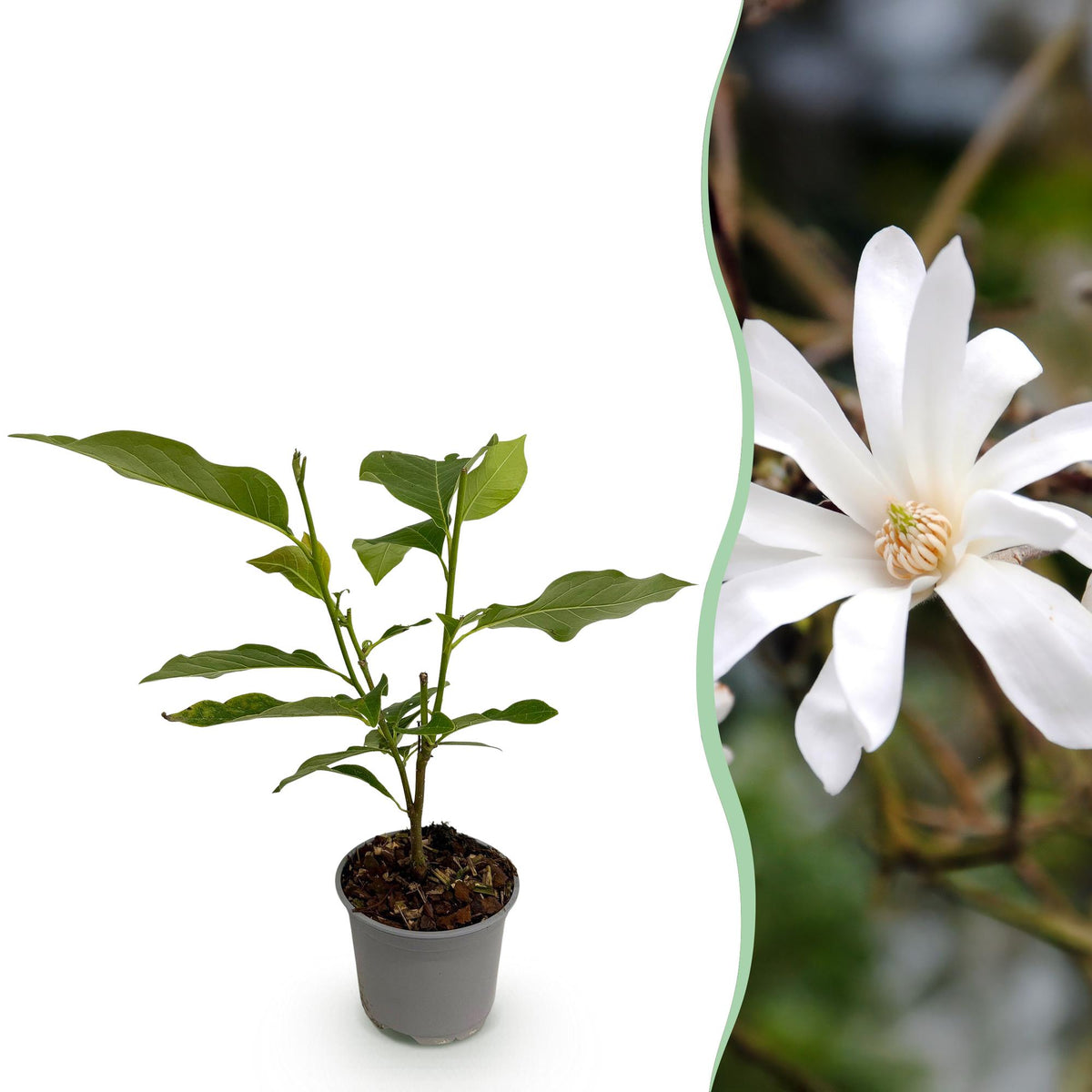 Magnolia étoilé en pot de 12 cm et détail du feuillage et des fleurs