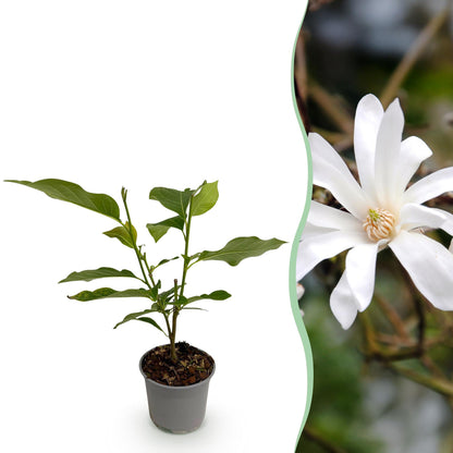 Magnolia étoilé en pot de 12 cm et détail du feuillage et des fleurs