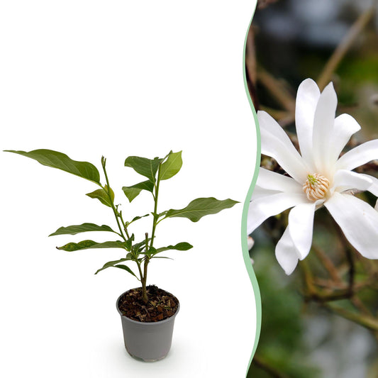 Magnolia étoilé en pot de 12 cm et détail du feuillage et des fleurs