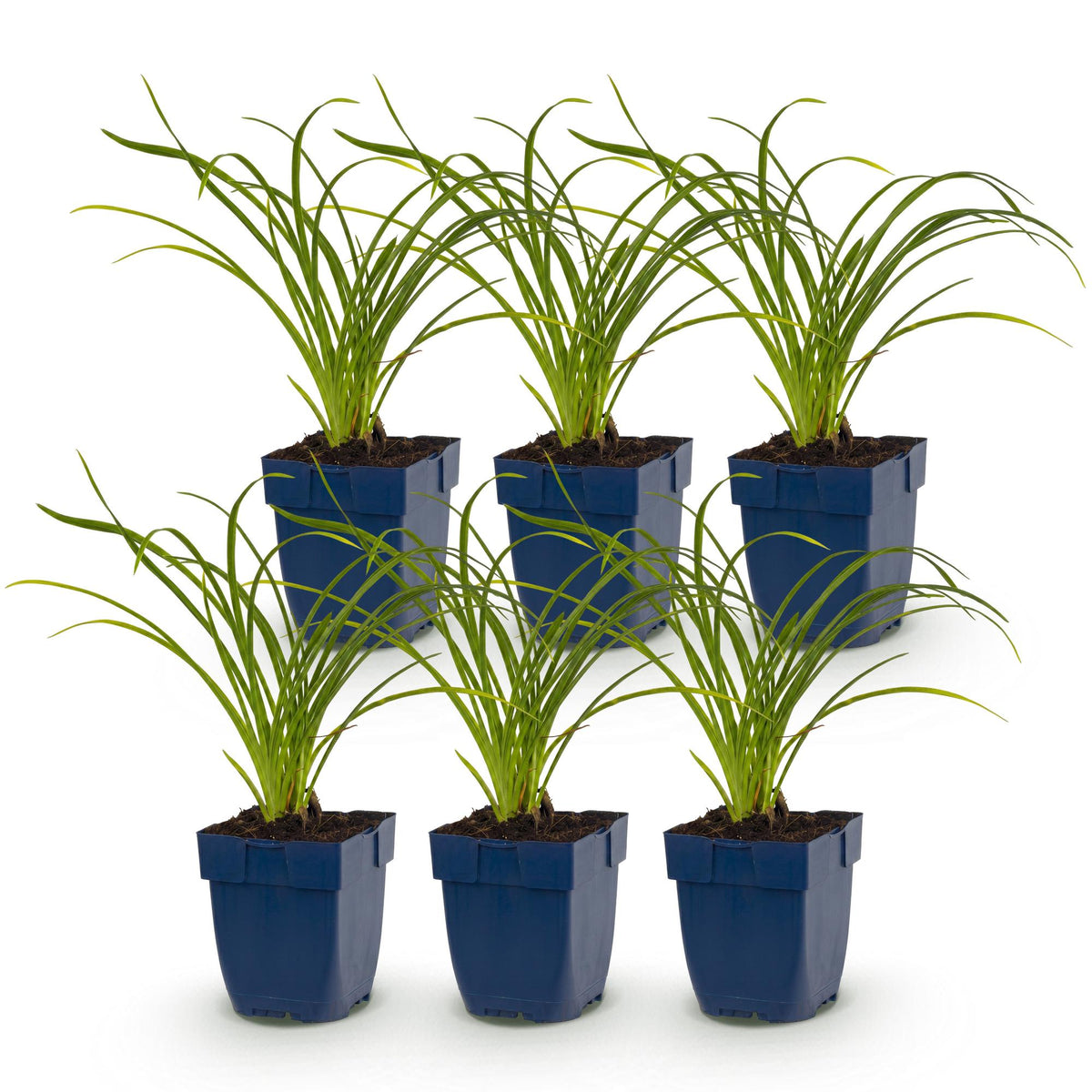Hémérocalle 'Stella de Oro' - lot de 6 plants en pot de 11 cm