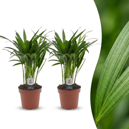 Areca Lutescens - Palmier Areca - Pot de 12cm - 2 plantes - Sans cache-pot