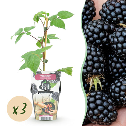 Ronce Rubus Black Satin : lot de 3 jeunes plants en pot avec leurs tuteurs, à côté d'une image de mûres juteuses et noires.