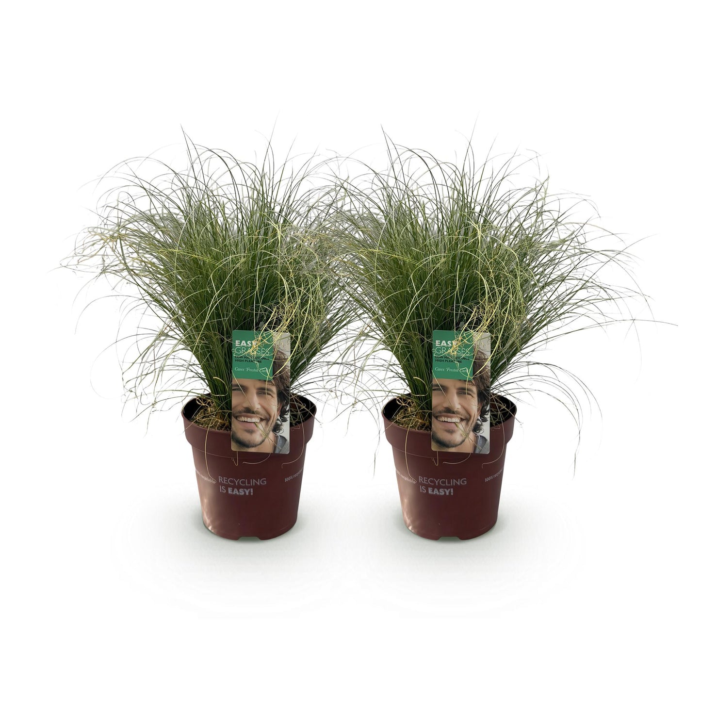 Carex comans Frosted Curls en lot de 2 plants sur fond blanc. Graminées ornementales persistantes, parfaites pour le jardin.