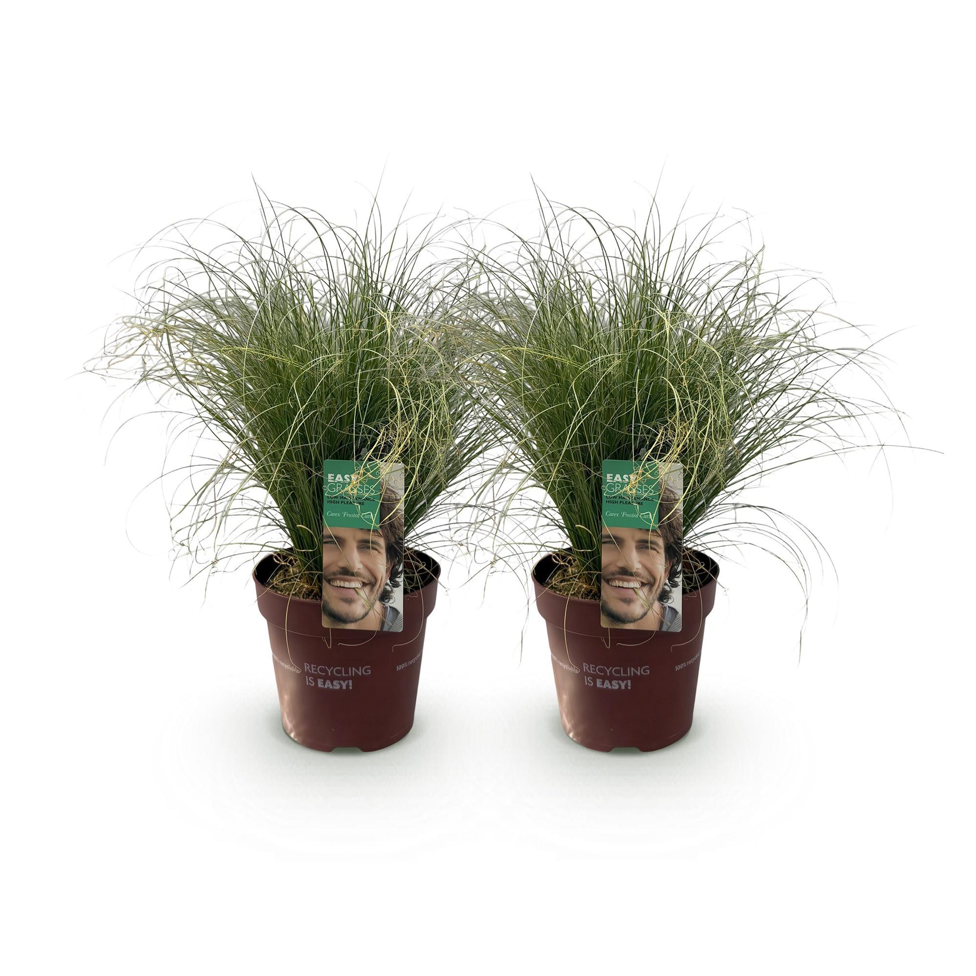 Carex comans Frosted Curls en lot de 2 plants sur fond blanc. Graminées ornementales persistantes, parfaites pour le jardin.