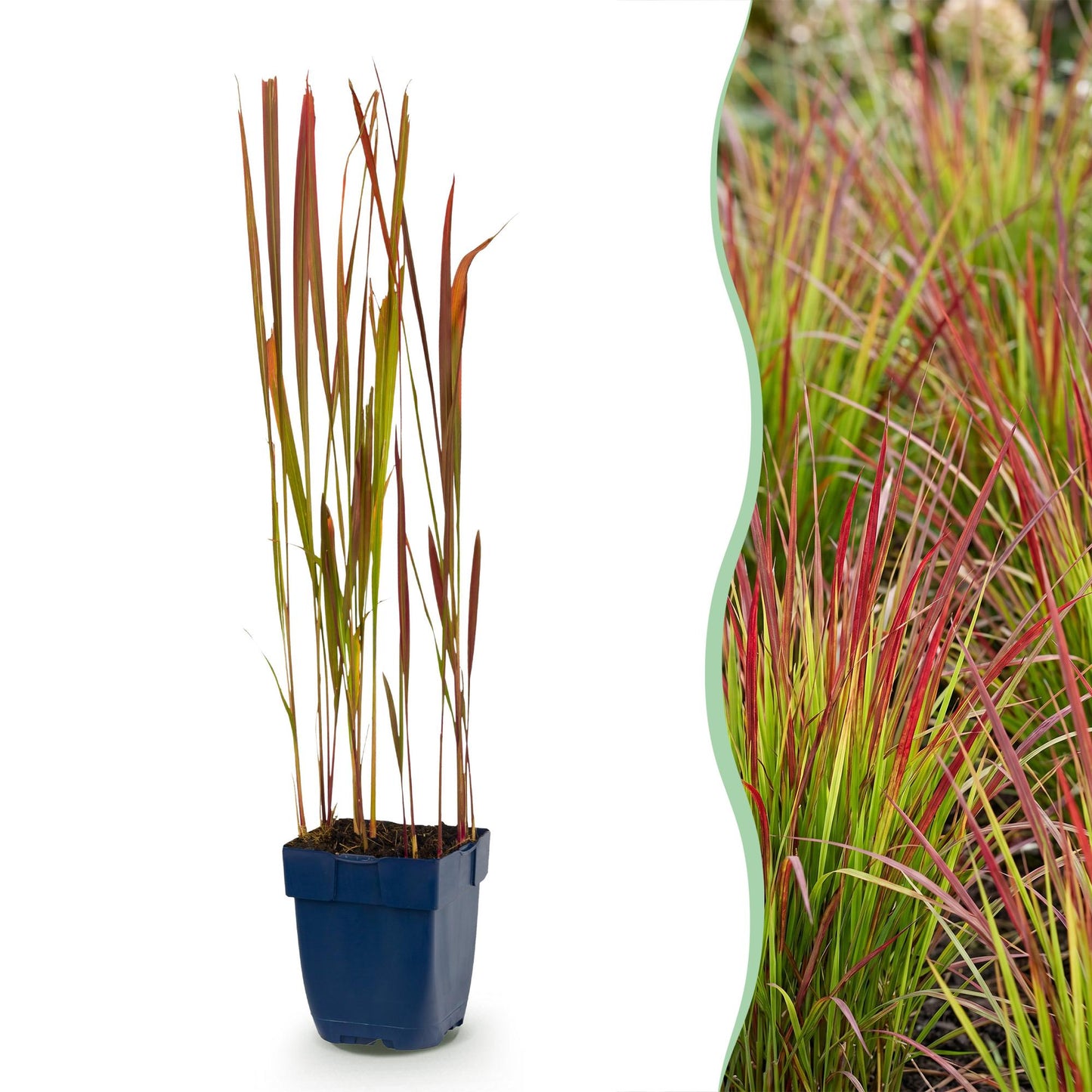 Imperata cylindrica Red Baron. Jeune plant en pot sur fond blanc à gauche, et photo de la plante adulte avec feuillage rouge et vert à droit