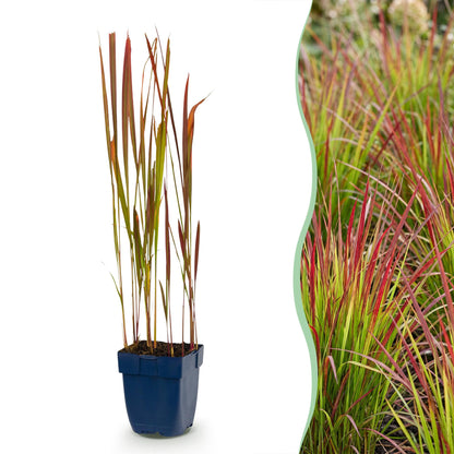 Imperata cylindrica Red Baron. Jeune plant en pot sur fond blanc à gauche, et photo de la plante adulte avec feuillage rouge et vert à droit