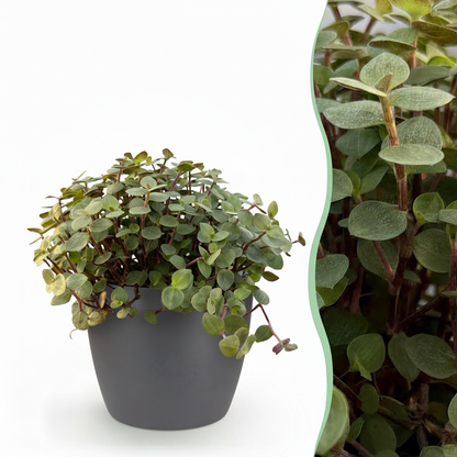 Plante d'intérieur - Calissia repens - Herbe à chat - Amie des animaux - Vert - 1 Plante - avec Pot Gris - Pot 12cm - Hauteur 17-20cm
