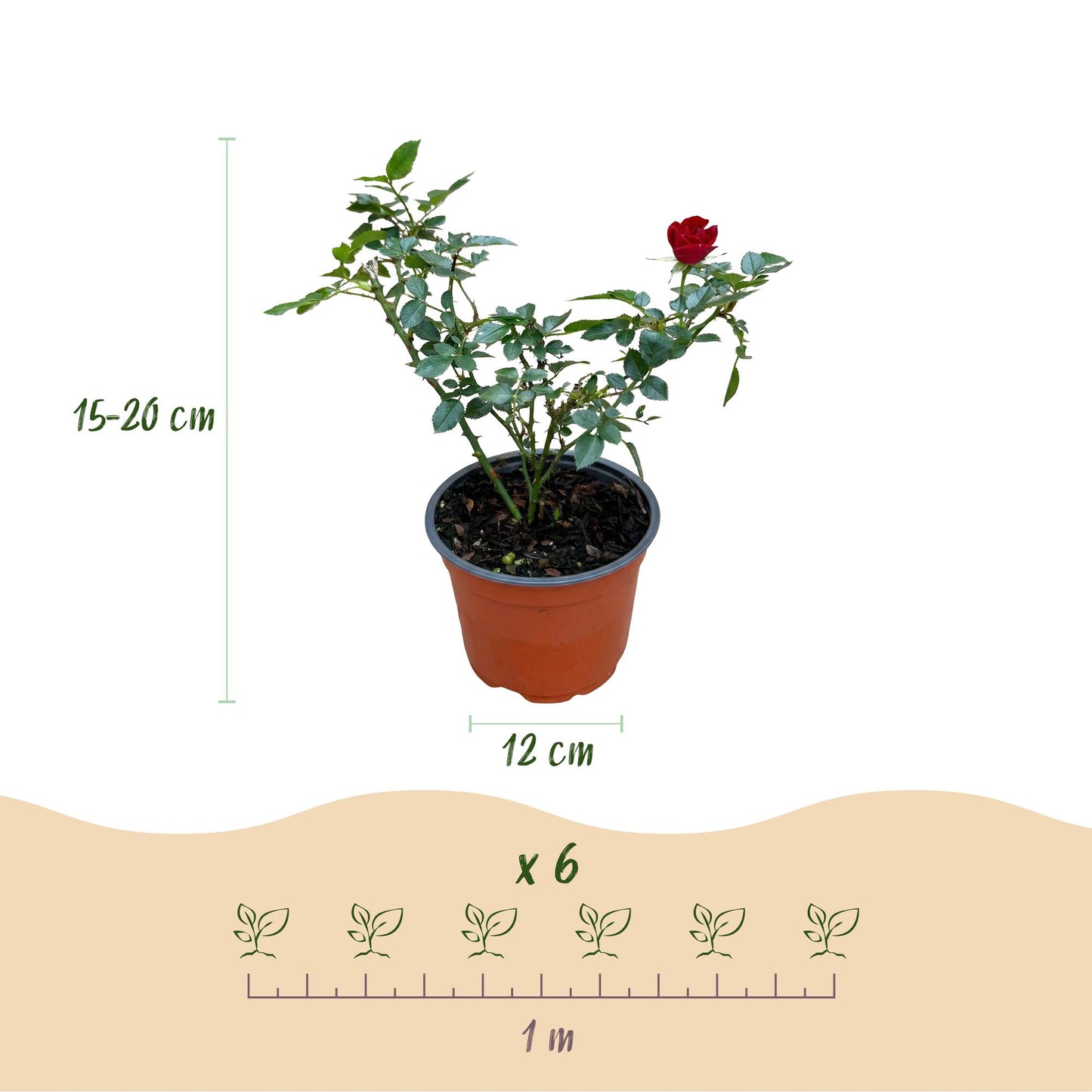 Rosier de Jardin Rosier 'The Fairy' Rouge, jeune plant en pot avec une rose rouge, dimensions : hauteur 15-20cm, pot 12cm, schéma de plantation a