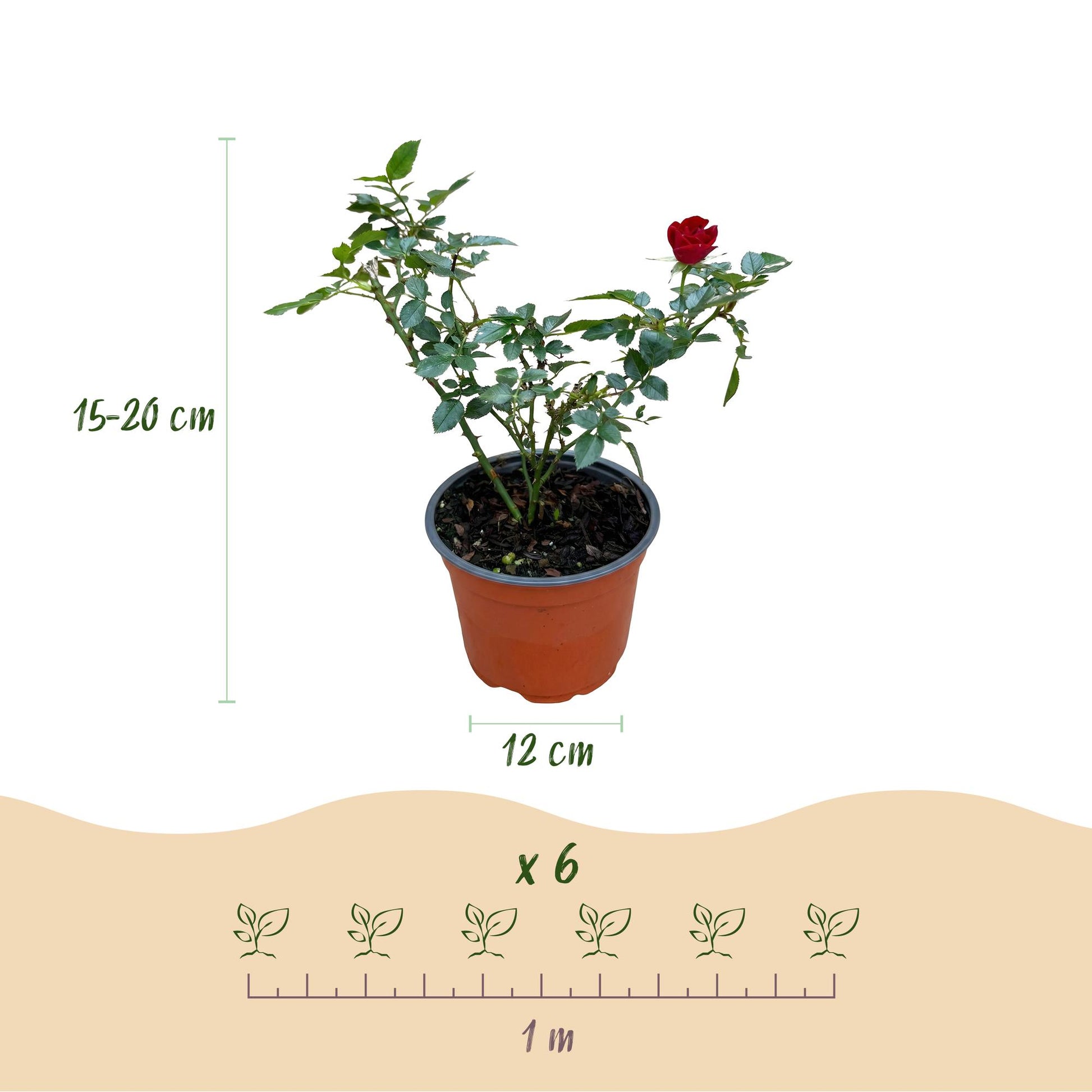 Rosier de Jardin Rosier 'The Fairy' Rouge, jeune plant en pot avec une rose rouge, dimensions : hauteur 15-20cm, pot 12cm, schéma de plantation a