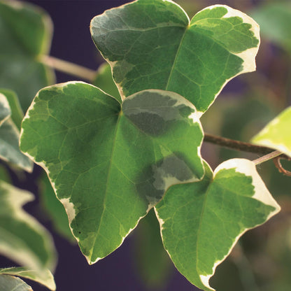 Hedera helix Glacier : Gros plan sur le feuillage panaché vert et blanc crème de cette plante grimpante persistante, illuminé par le soleil.