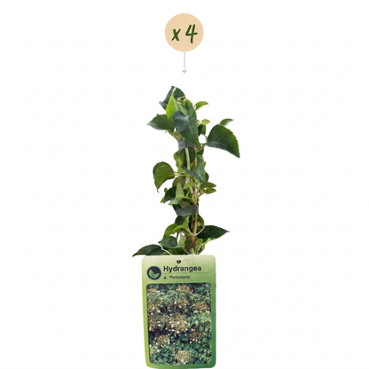 Hortensia grimpant (Hydrangea petiolaris) - grimpante fleurie pour l'ombre