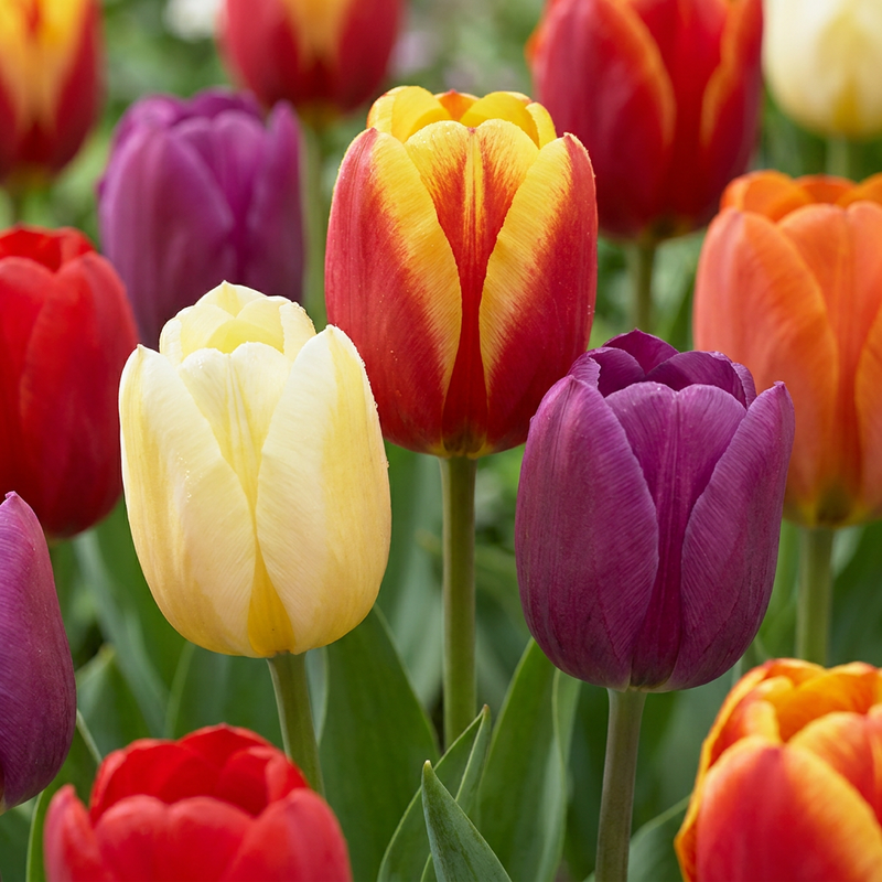 Tulipe Triumph en mélange (Tulipa) - floraison printanière