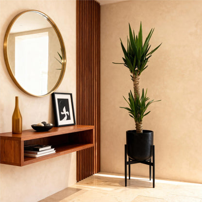 Plante d'intérieur - Yucca elephantipes - Yucca - Peu d'entretien - Vert - 1 - Pot 19cm - Hauteur 95cm