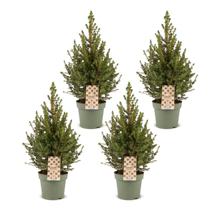 Épicéa de l'Alberta 'Conica' lot de 4 sapins en pot de 17 cm
