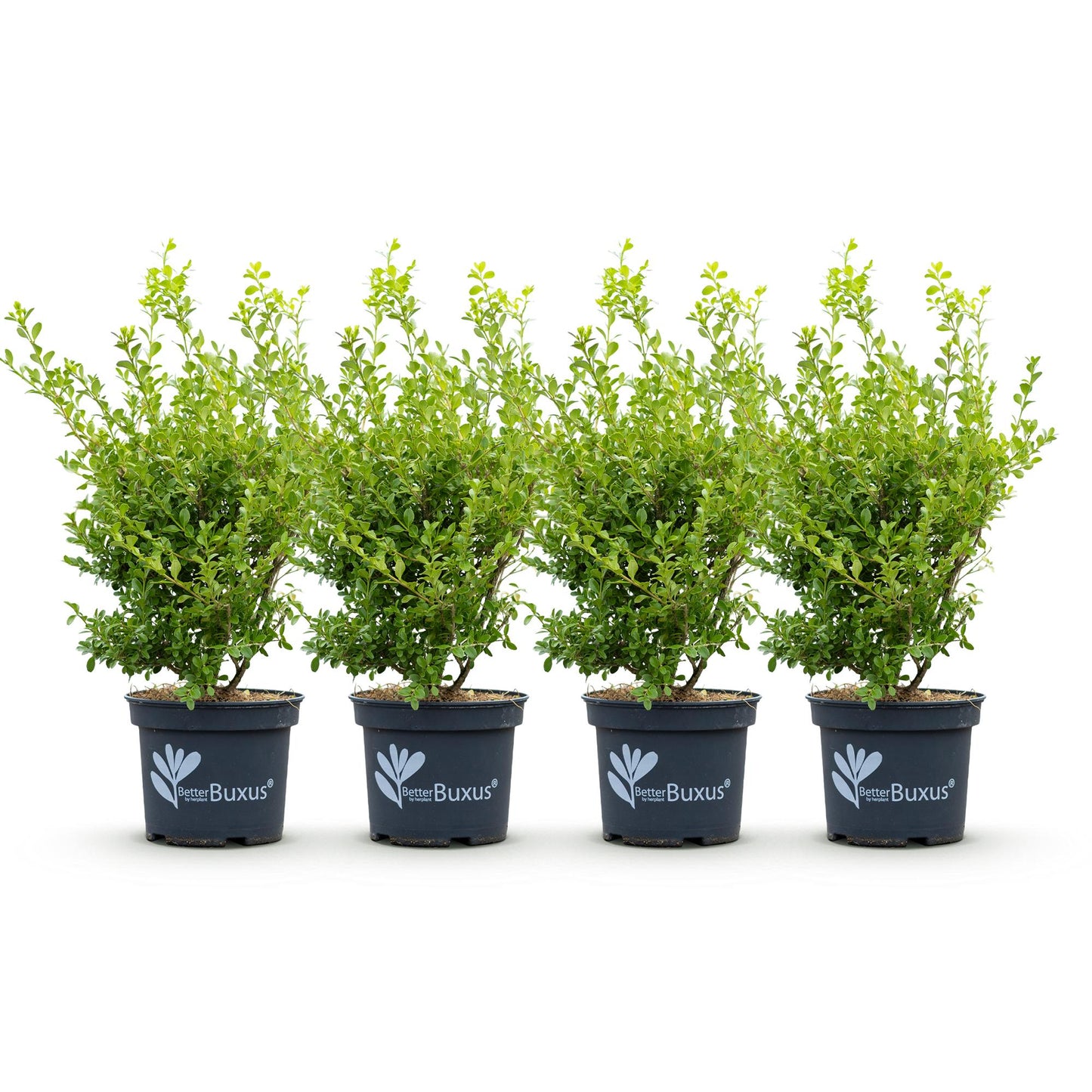 Buxus BetterBuxus Babylon Beauty : Quatre plants en pot de 19cm, d'une hauteur de 50-55cm, alignés sur fond blanc.