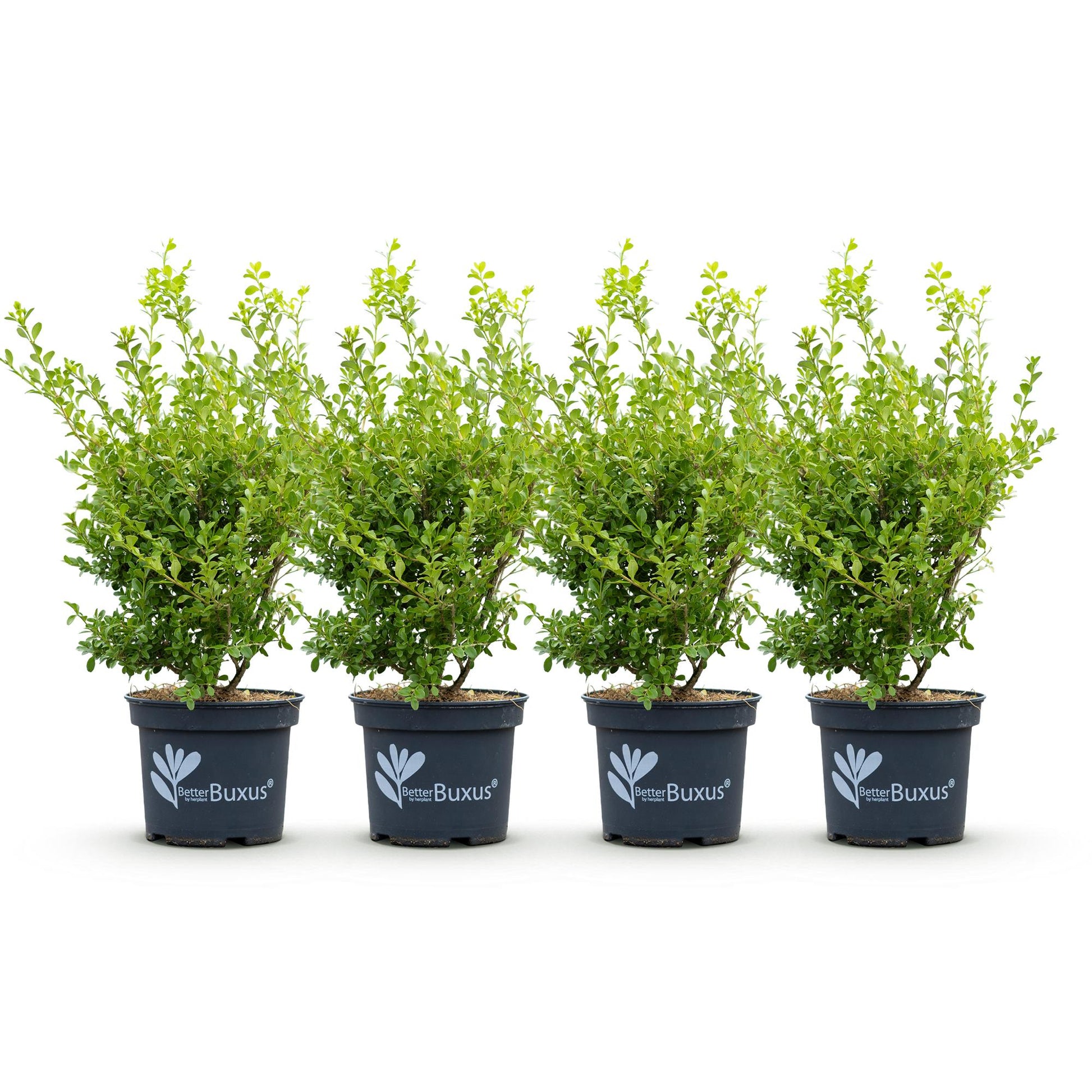 Buxus BetterBuxus Babylon Beauty : Quatre plants en pot de 19cm, d'une hauteur de 50-55cm, alignés sur fond blanc.