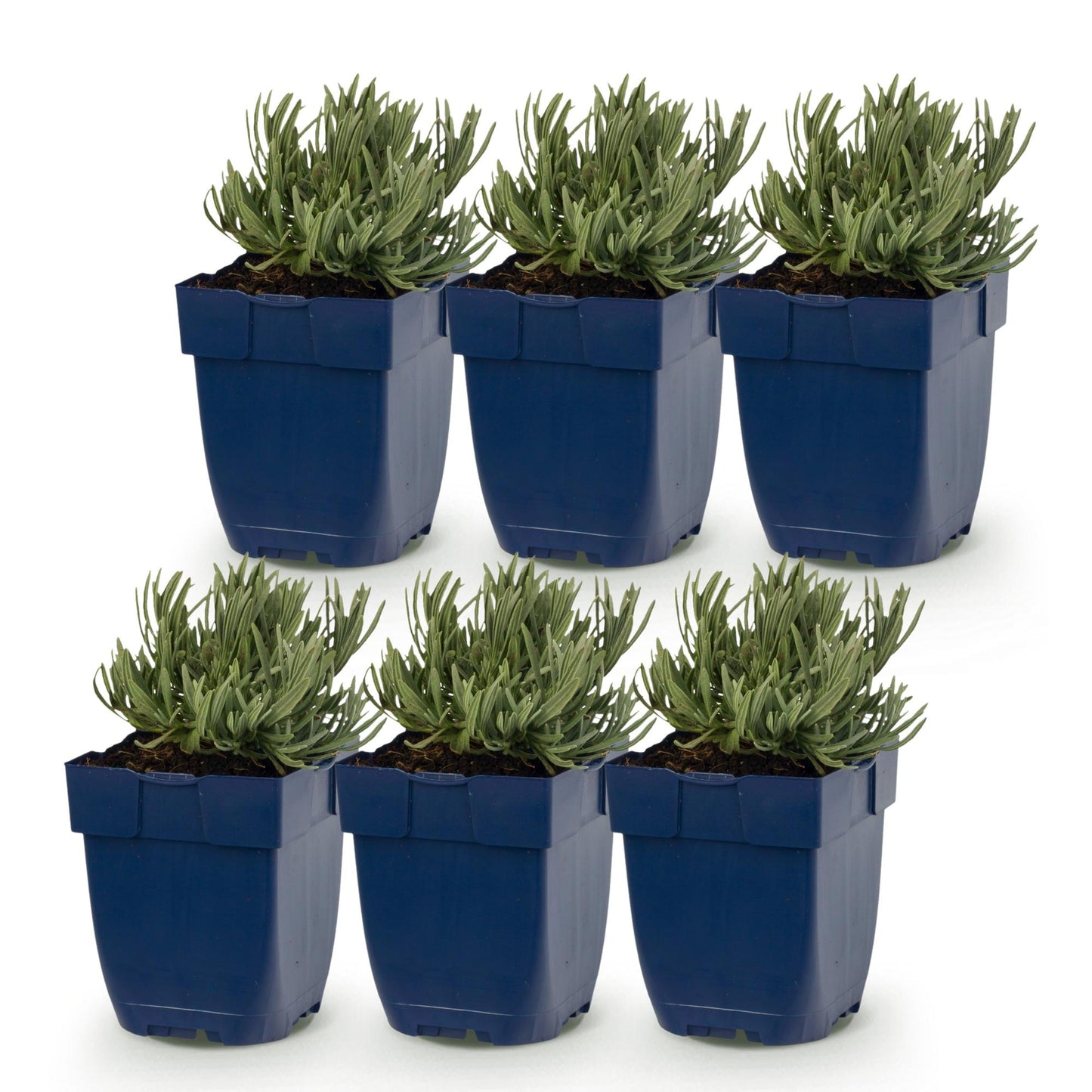 Lavandula Tricolour, six plants de lavande en pots bleus, alignés sur fond blanc. Prêts à être plantés, ils sont parfumés et mesurent 15-25c