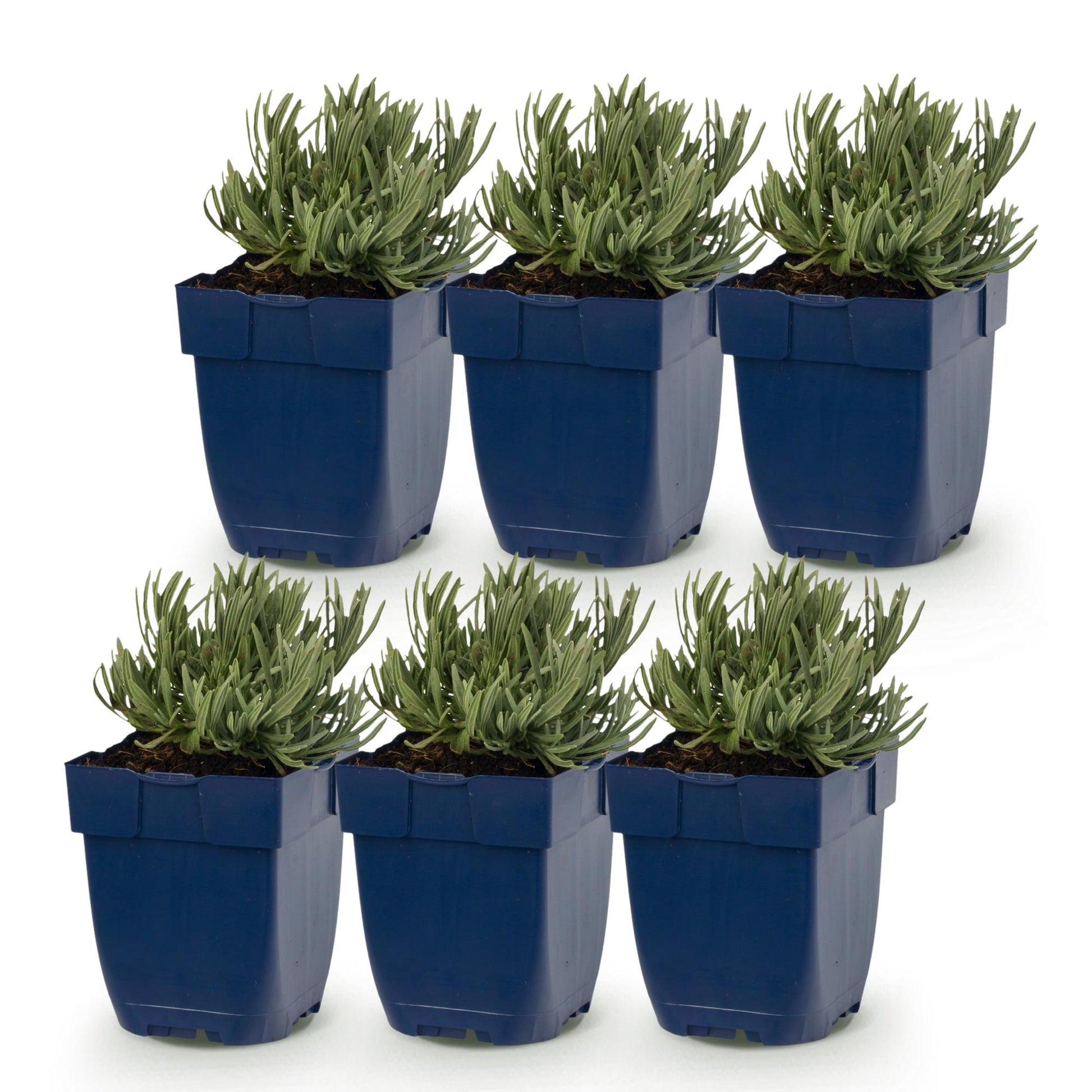 Lavandula Tricolour, six plants de lavande en pots bleus, alignés sur fond blanc. Prêts à être plantés, ils sont parfumés et mesurent 15-25c