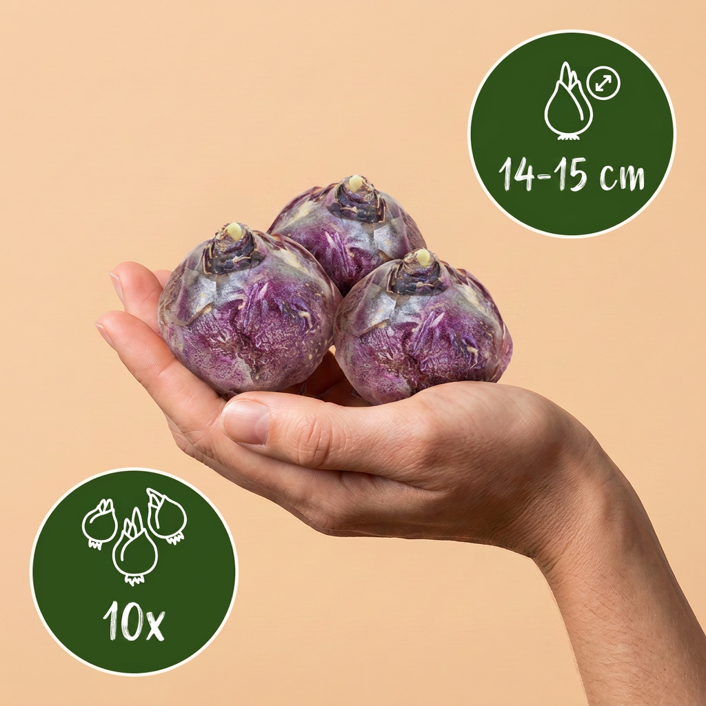 Bulbes de Jacinthe bleue en melange tenus dans une main, calibre 14/15, lot de 10 bulbes