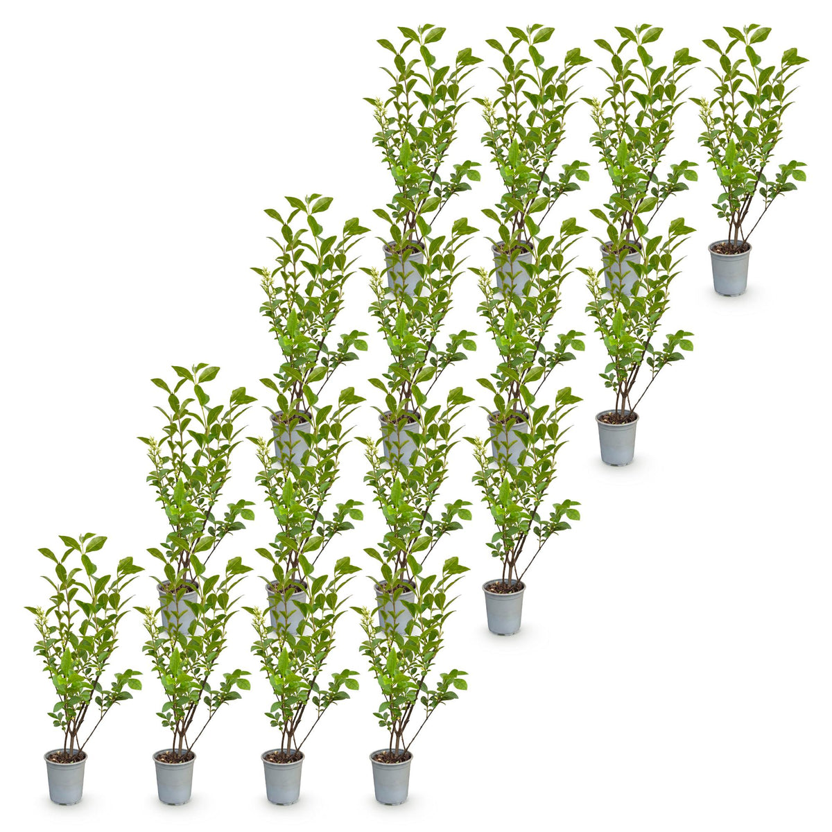 Ligustrum ovalifolium: 16 plants de Ligustre commun en pots individuels, feuillage vert dense, sur fond blanc uni.