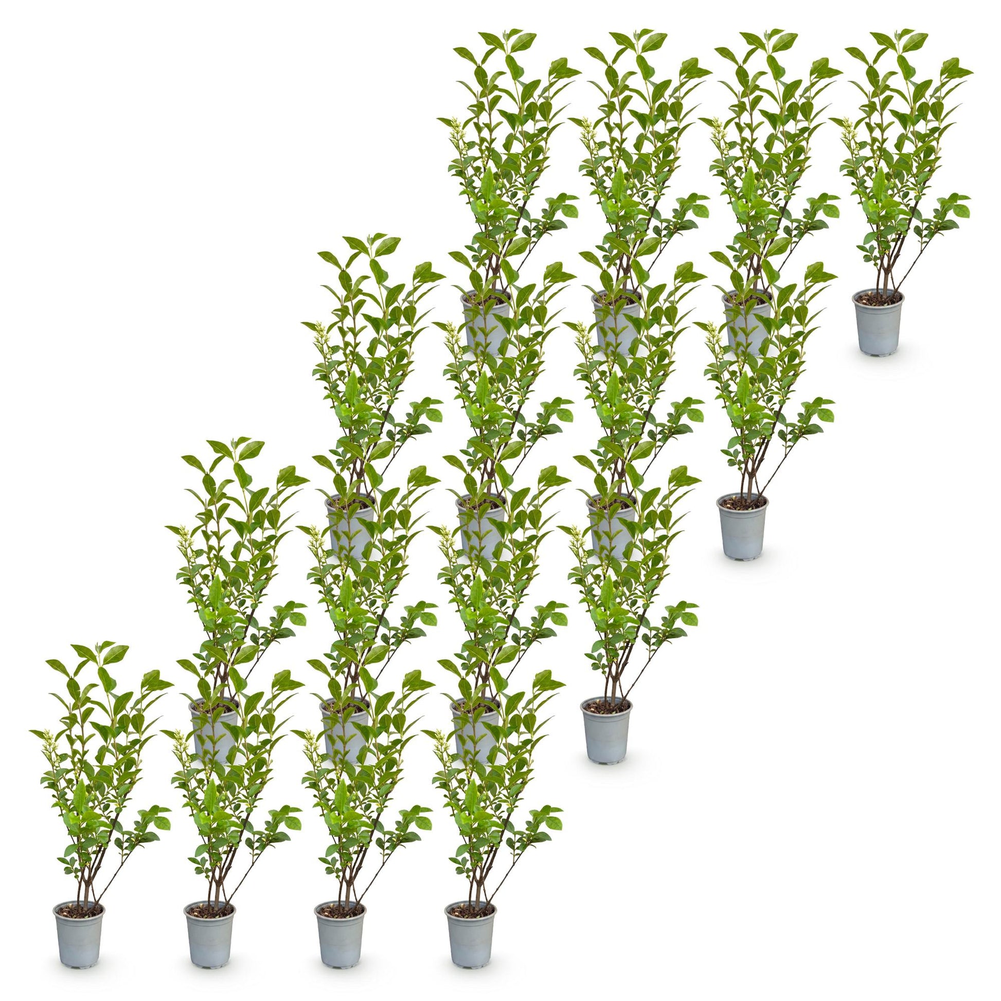 Ligustrum ovalifolium: 16 plants de Ligustre commun en pots individuels, feuillage vert dense, sur fond blanc uni.