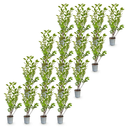Ligustrum ovalifolium: 16 plants de Ligustre commun en pots individuels, feuillage vert dense, sur fond blanc uni.