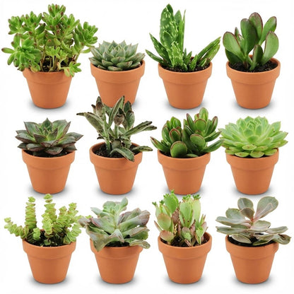 Douze pots en terre cuite de différentes mini mélanges de succulentes, aux feuillages variés, verts et charnus