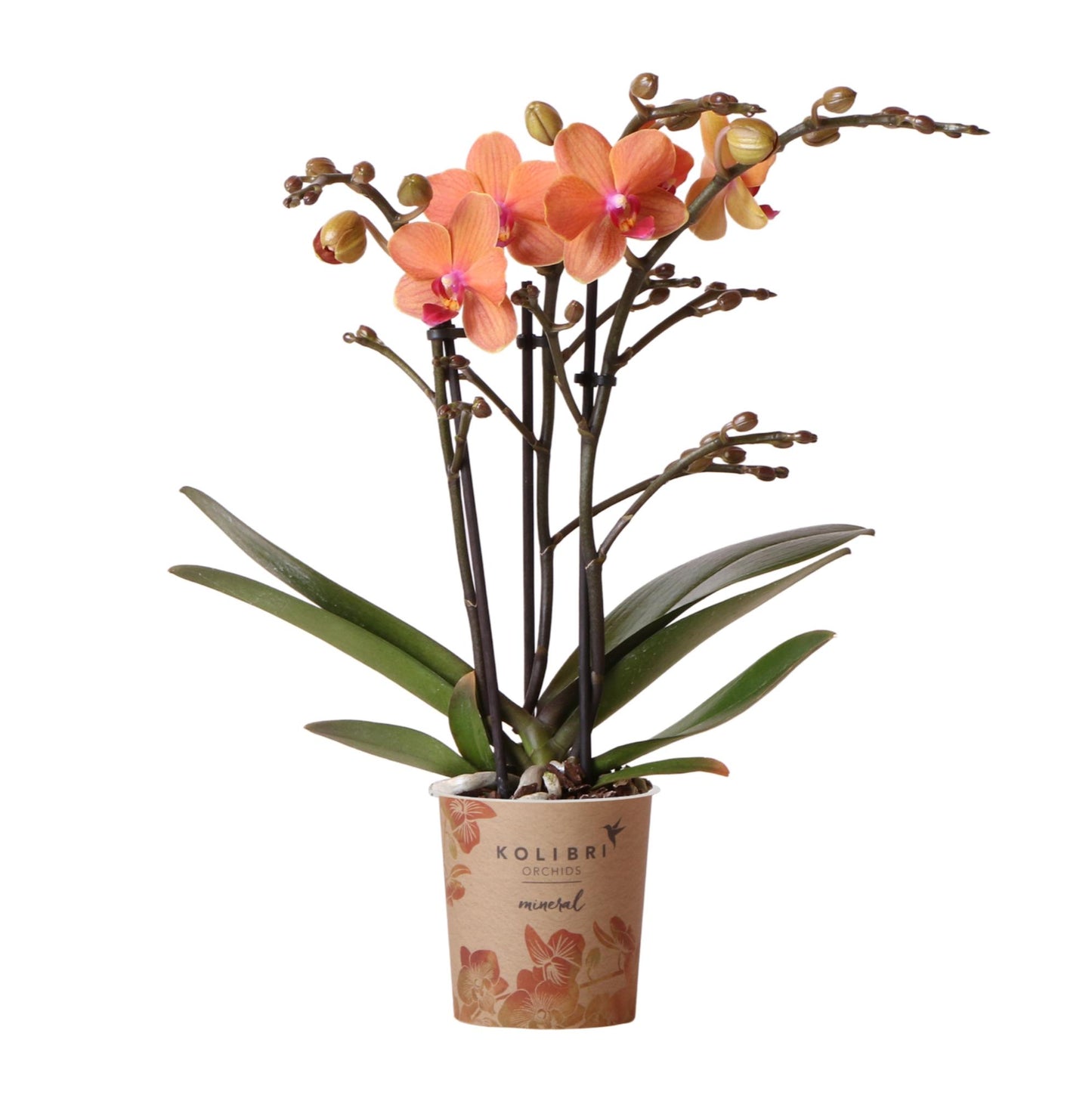 Orchidée Phalaenopsis orange en pot