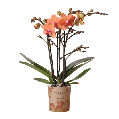Orchidée Phalaenopsis orange en pot