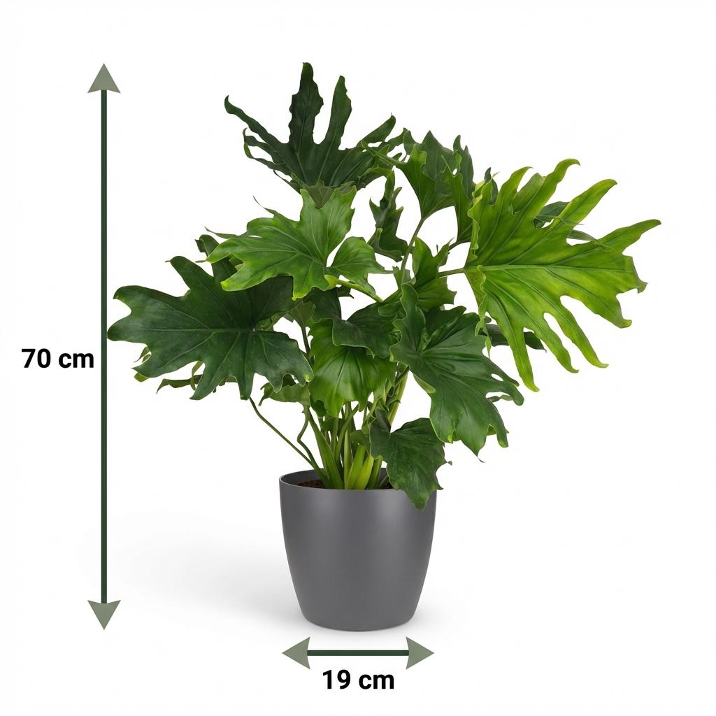 Plante d'intérieur - Philodendron - Philodendron Lickety split - Vert - Entretien facile - 1 Plante - avec Potter Gris - Pot 19cm - Hauteur 70cm