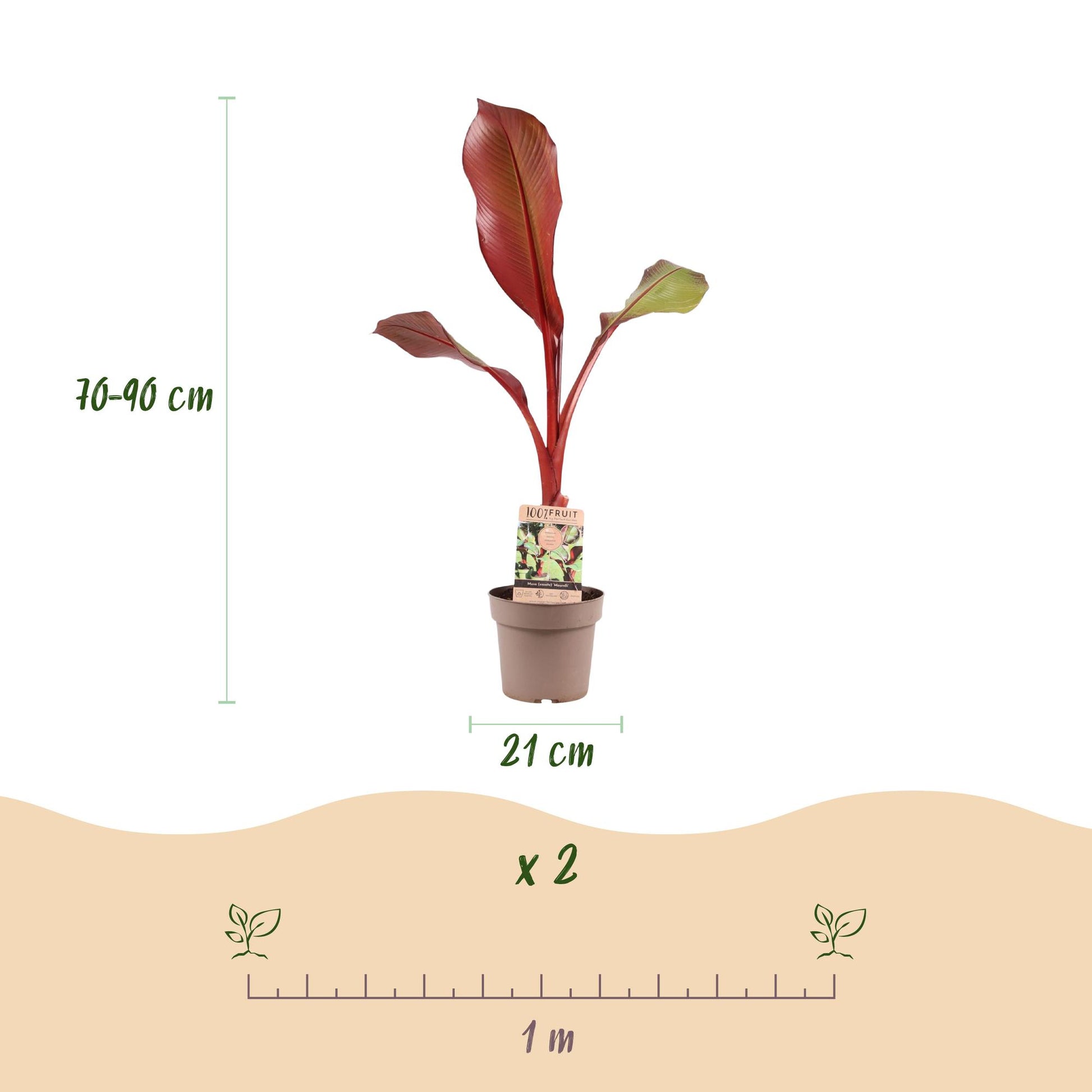 Musa ensete Maurelli. Infographie montrant un bananier en pot (21 cm de diamètre, 70-90 cm de haut), et indiquant un lot de 2 plants avec un
