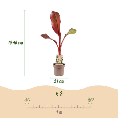 Musa ensete Maurelli. Infographie montrant un bananier en pot (21 cm de diamètre, 70-90 cm de haut), et indiquant un lot de 2 plants avec un